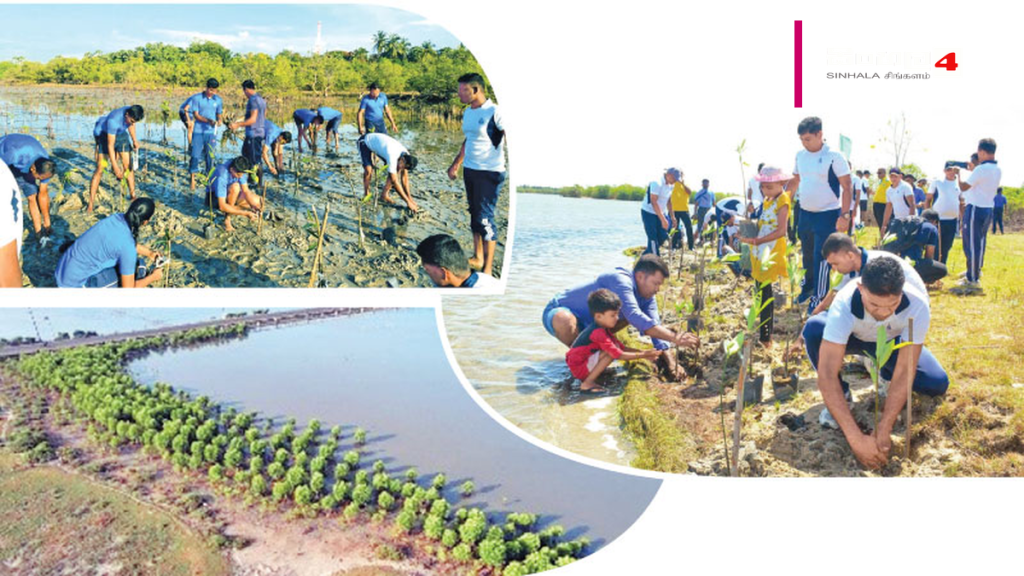 ටෝකියෝ සිමෙන්ති සමාගමෙන් කඩොලාන පැළ ලක්ෂයක් රෝපණය කිරීමේ සන්ධිස්ථානයක් ටෝකියෝ සිමෙන්ති සමාගමෙන් කඩොලාන පැළ ලක්ෂයක් රෝපණය කිරීමේ සන්ධිස්ථානයක්