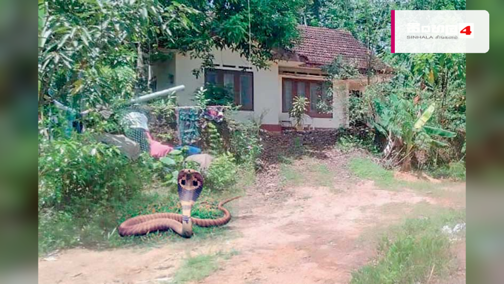 නිවසට නිතර විෂ සතුන් පැමිණෙන්නේ වාස්තු දෝෂ නිසාද?