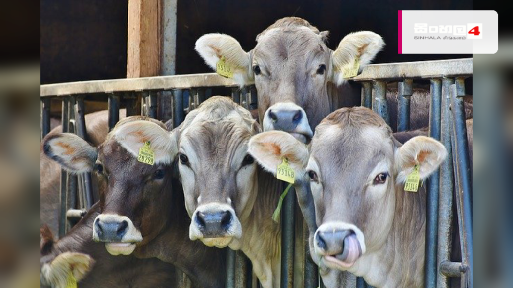 පොසොන් පොහොය දිනට මස් සැපයීමට නීතිවිරෝධීව ගවයන් මැරූ ස්ථානයක් වටලයි