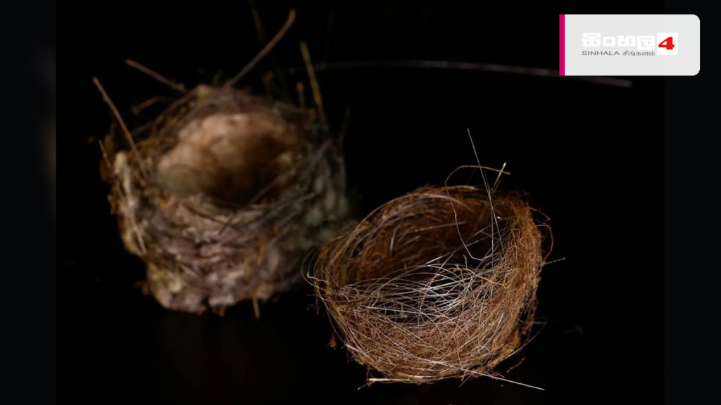 යුක්රේන යුද බිමේ ෆයිබර්-ඔප්ටික් කේබල්වලින් කුරුල්ලන් තැනූ අමුතු කූඩු යුක්රේන යුද බිමේ ෆයිබර්-ඔප්ටික් කේබල්වලින් කුරුල්ලන් තැනූ අමුතු කූඩු