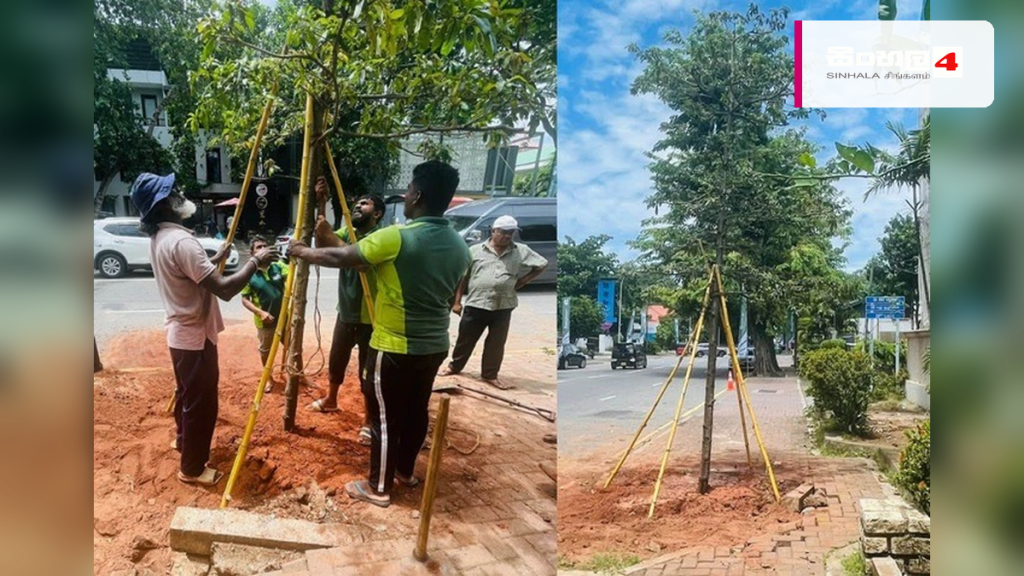 අනවසරයෙන් ගස් කපන සමාගම්වලට එරෙහිව දැඩි නීතිමය පියවර – කොළඹ නගරාධිපතිනිය අනවසරයෙන් ගස් කපන සමාගම්වලට එරෙහිව දැඩි නීතිමය පියවර - කොළඹ නගරාධිපතිනිය