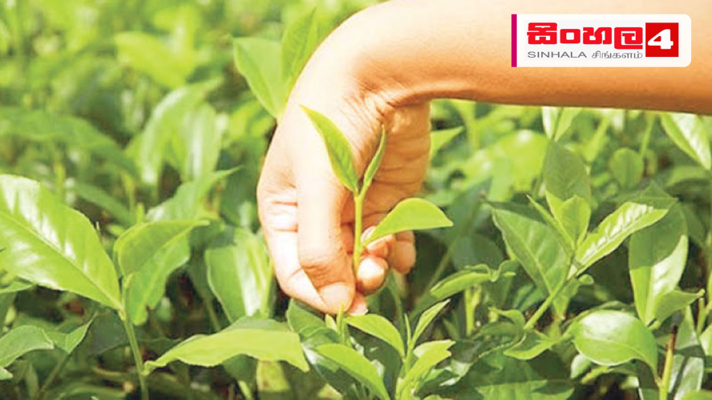 කුඩා තේ වතු හිමියන් නගා සිටුවීමට ‘සිලෝන් ටී’ ගම්මාන 500ක් කුඩා තේ වතු හිමියන් නගා සිටුවීමට 'සිලෝන් ටී' ගම්මාන 500ක්