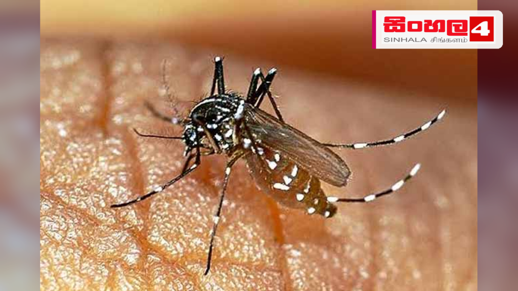 අගෝස්තු මැද දක්වා ඩෙංගු අවදානම ඉහළ යා හැකි බවට අනතුරු ඇඟවීමක්