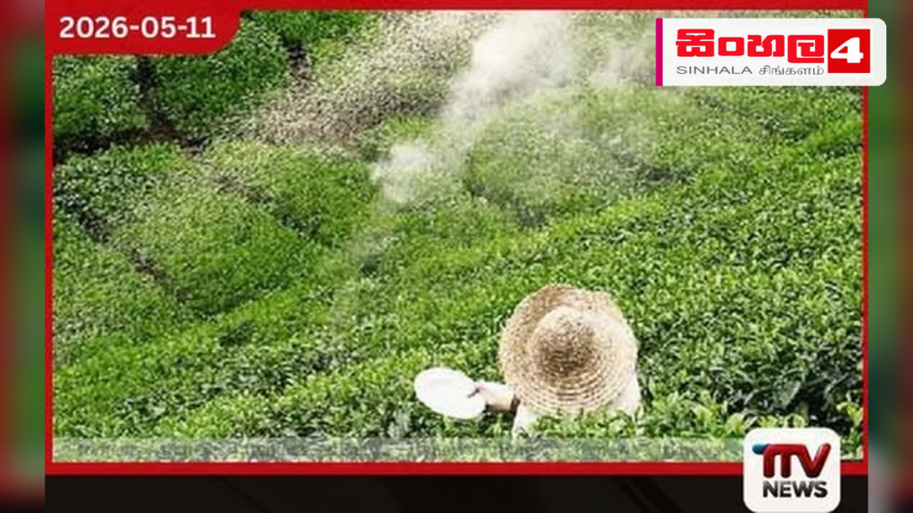 කුඩා තේ වතු හිමියන් වෙනුවෙන් QR ක්රමයට පොහොර සහනාධාර කුඩා තේ වතු හිමියන් වෙනුවෙන් QR ක්රමයට පොහොර සහනාධාර