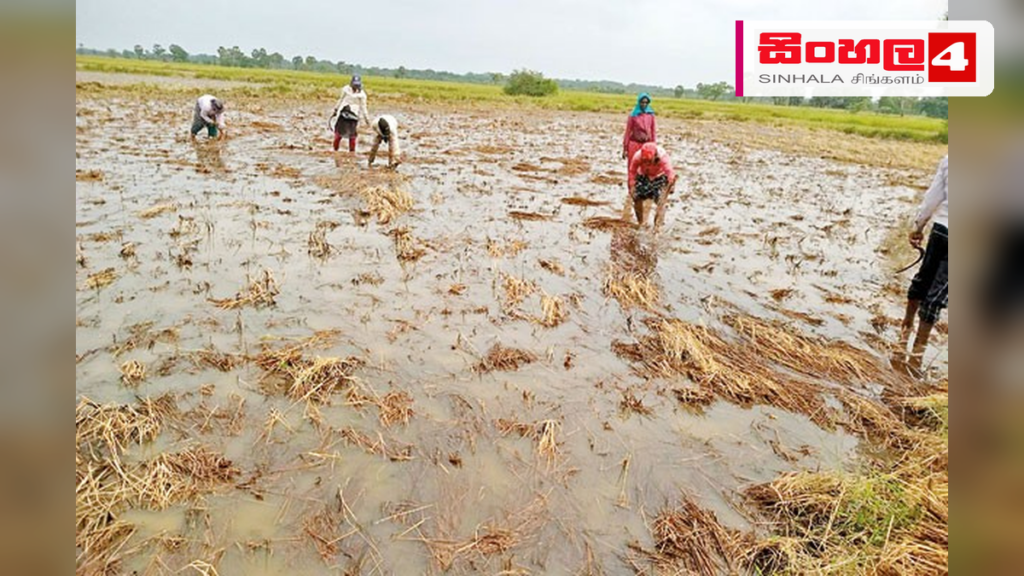 එල්නිනෝ සහ ලානිනා: ශ්‍රී ලංකාවේ කාලගුණික විපර්යාස සහ කෘෂිකර්මාන්තයට ඇති බලපෑම