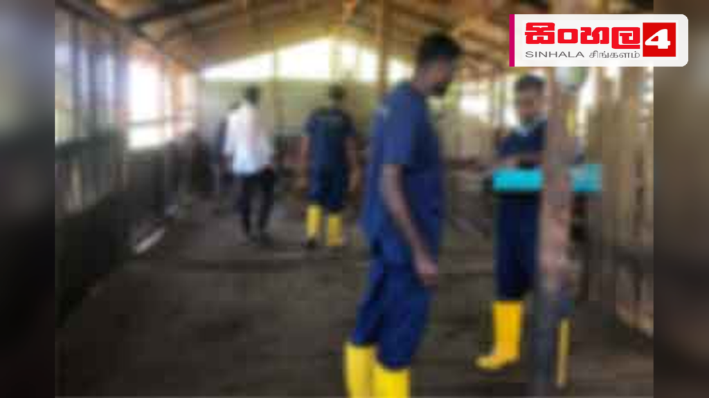 දිට්වා ආපදාවෙන් පීඩාවට පත් කිරි ගොවීන් නඟා සිටුවීමට ලෝක බැංකු ආධාර