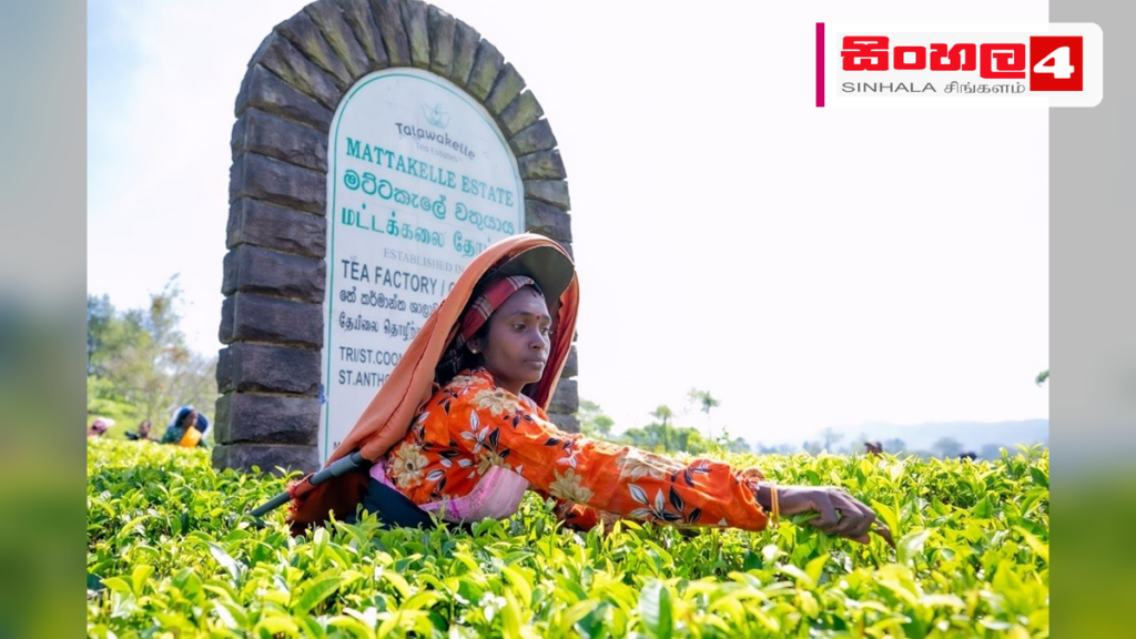 තේ ගම්මාන 500ක් බිහි කරන 'සිලෝන් ටී විලේජ්' ව්‍යාපෘතිය වේගවත් කෙරේ