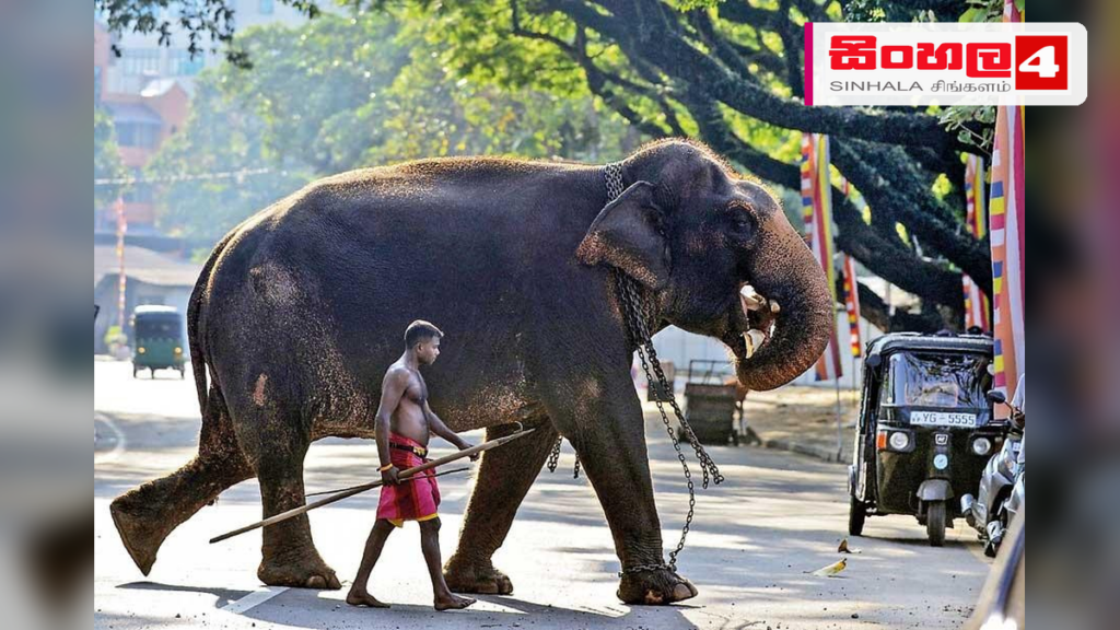 සතුන්ට වධහිංසා පැමිණවීම තහනම් කරමින් නව සත්ව සුබසාධන පනතක් සතුන්ට වධහිංසා පැමිණවීම තහනම් කරමින් නව සත්ව සුබසාධන පනතක්