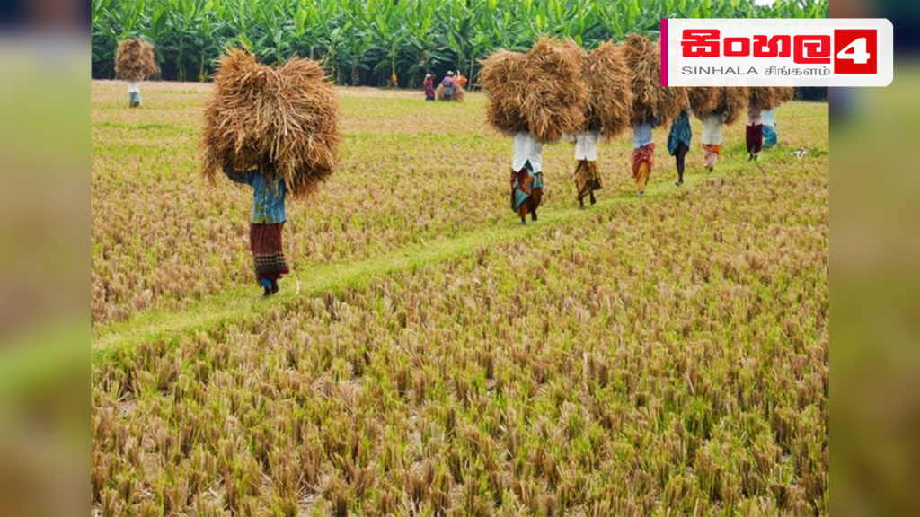 හාල් ප්රශ්නය සහ වී මිලදී ගැනීමේ අර්බුදය: ඇමැතිවරයාගේ මැදිහත්වීම ප්රමාණවත්ද? හාල් ප්රශ්නය සහ වී මිලදී ගැනීමේ අර්බුදය: ඇමැතිවරයාගේ මැදිහත්වීම ප්රමාණවත්ද?