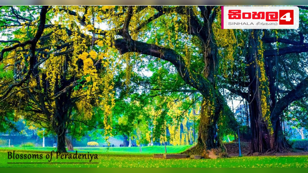පේරාදෙණිය විශ්වවිද්යාලයේ අධ්යයන කටයුතු යළි ඇරඹේ පේරාදෙණිය විශ්වවිද්යාලයේ අධ්යයන කටයුතු යළි ඇරඹේ