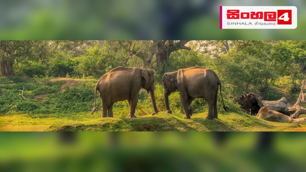 ලෝක අලි දිනය අද: ශ්රී ලංකාවේ අලි ඇතුන්ගේ සුරක්ෂිතභාවය වෙනුවෙන් නව වැඩපිළිවෙළක් Headline: ලෝක අලි දිනය අද: ශ්රී ලංකාවේ අලි ඇතුන්ගේ සුරක්ෂිතභාවය වෙනුවෙන් නව වැඩපිළිවෙළක් Intended image subject: Sri Lankan wild elephant in its natural habitat Story summary: ලෝක