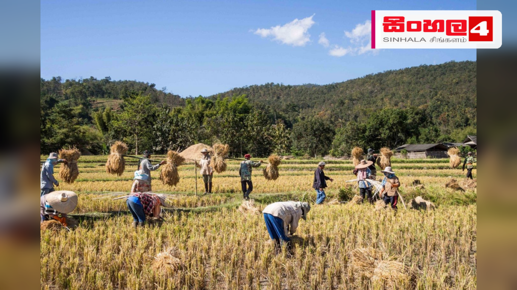මහවැලි ‘සී’ කලාපයෙන් වාර්තාගත කීරි සම්බා අස්වැන්නක් Headline: මහවැලි ‘සී’ කලාපයෙන් වාර්තාගත කීරි සම්බා අස්වැන්නක් Intended image subject: A farmer harvesting paddy in a field Story summary: මහවැලි ‘සී’ කලාපයේ ක්රියාත්මක කළ ‘යාය 500