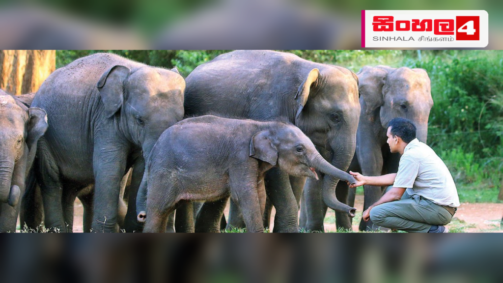 Headline: වනජීවී පශු වෛද්‍යවරුන්ගේ වැඩ වර්ජනයක්: හදිසි ප්‍රතිකාර සඳහා ත්‍රිවිධ හමුදාව කැඳවයි Intended image subject: Sri Lanka Air Force veterinary team treating a wild elephant St