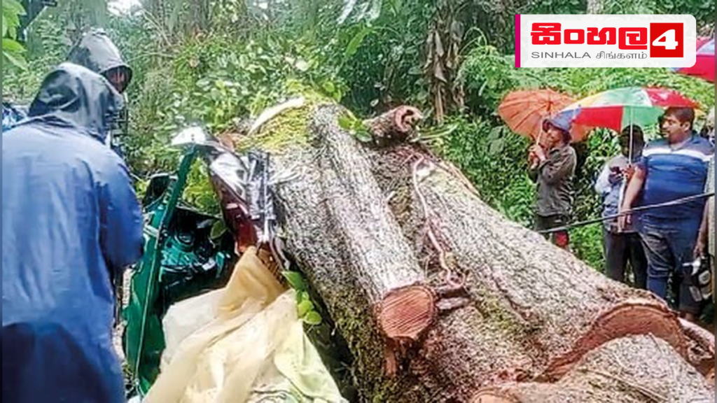 නෝර්වුඩ් පොලිසිය සහ විහාරස්ථානය අසල ඇති අවදානම් ගස් දෙකක් ඉවත් කිරීමට ඉල්ලීම් Headline: නෝර්වුඩ් පොලිසිය සහ විහාරස්ථානය අසල ඇති අවදානම් ගස් දෙකක් ඉවත් කිරීමට ඉල්ලීම් Intended image subject: Dangerous trees near Norwood police station Story summary: නෝර්වුඩ්