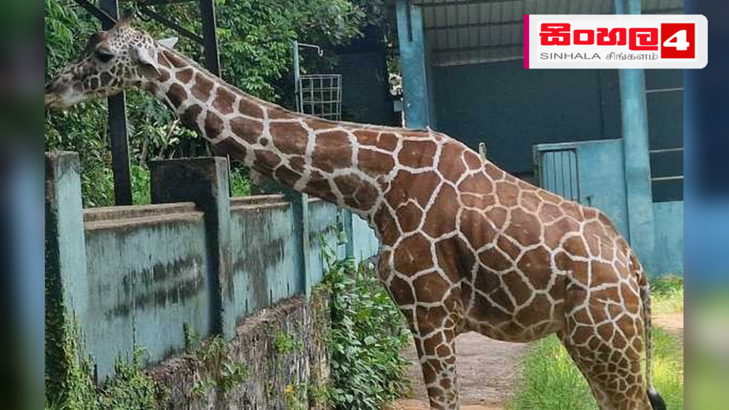 දෙහිවල සතුන් වත්තේ සිටි ජිරාෆ් සත්ත්වයා වයස අවුරුදු 30කදී මියයයි Headline: දෙහිවල සතුන් වත්තේ සිටි ජිරාෆ් සත්ත්වයා වයස අවුරුදු 30කදී මියයයි Intended image subject: Dehiwala Zoo Giraffe Story summary: දෙහිවල ජාතික සත්වෝද්යානයේ දීර්ඝ කාලයක් වාසය