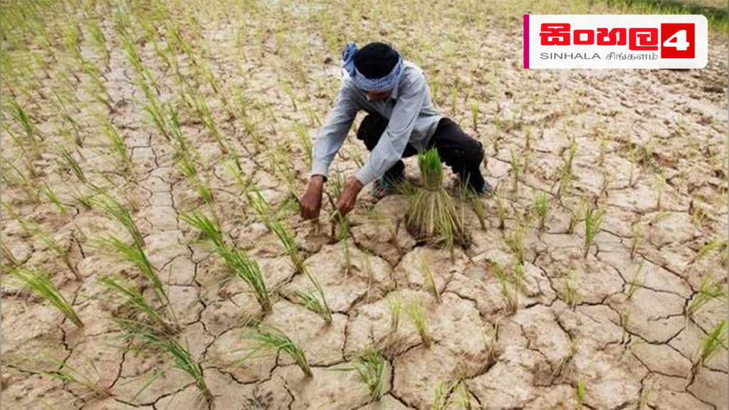 නියඟයෙන් විනාශ වූ කුඹුරු ඉඩම්වල වගා හානි තක්සේරු කිරීම ඇරඹේ Headline: නියඟයෙන් විනාශ වූ කුඹුරු ඉඩම්වල වගා හානි තක්සේරු කිරීම ඇරඹේ Intended image subject: Paddy field affected by drought Story summary: පවතින වියළි කාලගුණික තත්ත්වය හේතුවෙන් හ