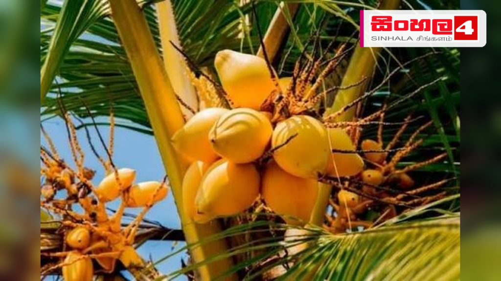 දිවයින පුරා තැඹිලි ගම්මාන 250ක් පිහිටුවීමේ ජාතික ව්යාපෘතිය හෙට ඇරඹේ Headline: දිවයින පුරා තැඹිලි ගම්මාන 250ක් පිහිටුවීමේ ජාතික ව්යාපෘතිය හෙට ඇරඹේ Intended image subject: King coconut plantation field Story summary: ශ්රී ලංකාවට ආවේණික තැඹිලි වගාව