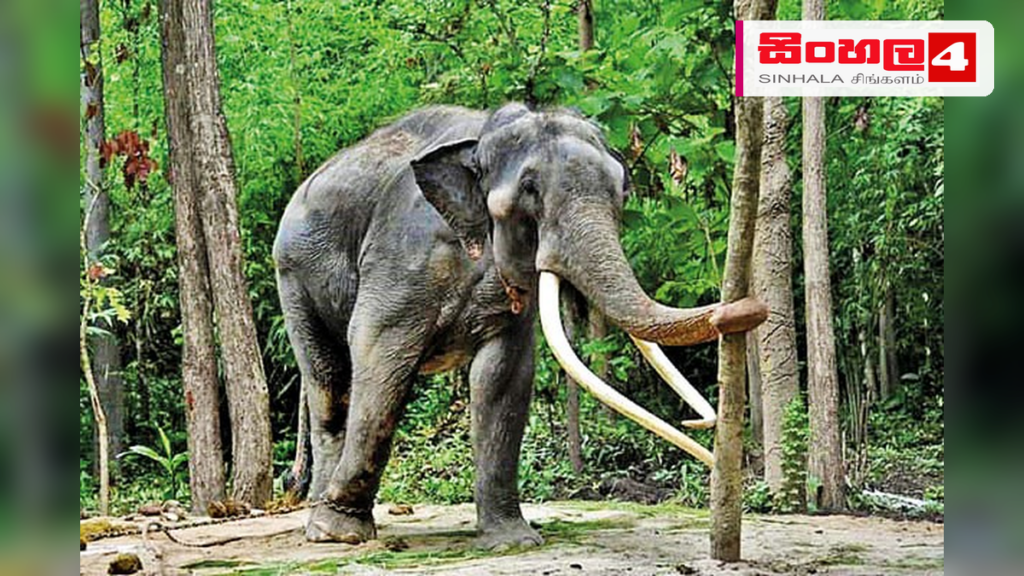 වැල්ලවායේදී වෙඩි තබා මරා දැමූ වන අලියෙකුගේ සිරුරක් හමුවේ Headline: වැල්ලවායේදී වෙඩි තබා මරා දැමූ වන අලියෙකුගේ සිරුරක් හමුවේ Intended image subject: Wild elephant in a forest area Story summary: වැල්ලවාය, හඳපානාගල ප්රදේශයේදී වෙඩි වැදීමකි
