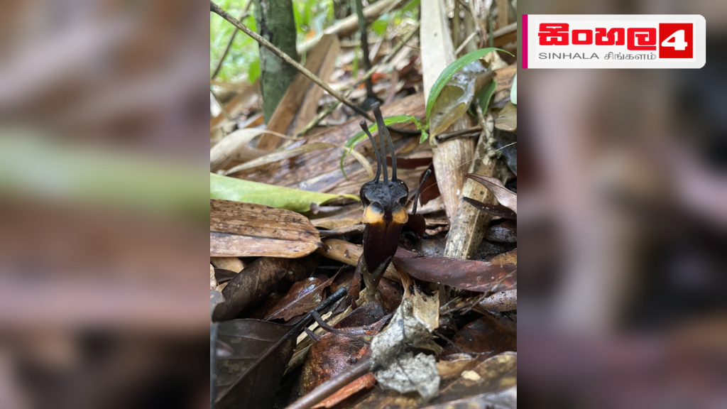 තායිලන්ත වනාන්තරයකින් හමුවූ අද්භූත ‘යක්ෂ මල’ Headline: තායිලන්ත වනාන්තරයකින් හමුවූ අද්භූත 'යක්ෂ මල' Intended image subject: Thismia daemona plant Story summary: තායිලන්තයේ ජාතික උද්යානයකින් අතිශය දුර්ලභ සහ අද්භූත පෙනුමකින් ය