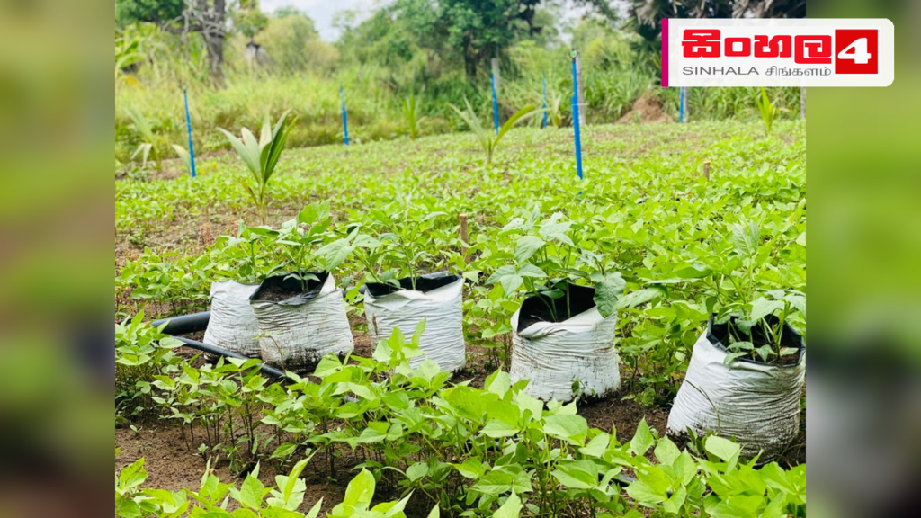 Headline: දේශීය කෘෂි නිෂ්පාදනවලින් පෝෂණය හා ආදායම නංවන්න SARP වැඩපිළිවෙළක් Intended image subject: Local farmers and agricultural products display Story summary: දේශීය කෘෂි නිෂ්පාද