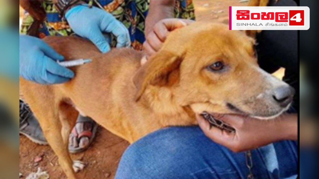 සුනඛයින් ලියාපදිංචිය අනිවාර්ය කෙරේ: නීති කඩ කරන්නන්ට දඩ Headline: සුනඛයින් ලියාපදිංචිය අනිවාර්ය කෙරේ: නීති කඩ කරන්නන්ට දඩ Intended image subject: A pet dog with its owner Story summary: ශ්රී ලංකාව තුළ සුනඛයින් ලියාපදිංචි කිරීම අනිවාර්ය