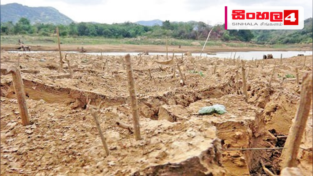 වියළි කාලගුණයෙන් වැල්ලවායේ ගම්මිරිස් වගාවන්ට දැඩි හානි Headline: වියළි කාලගුණයෙන් වැල්ලවායේ ගම්මිරිස් වගාවන්ට දැඩි හානි Intended image subject: Wellawaya pepper plantation drought damage Story summary: මොණරාගල දිස්ත්රික්කයට බලපා ඇති ද