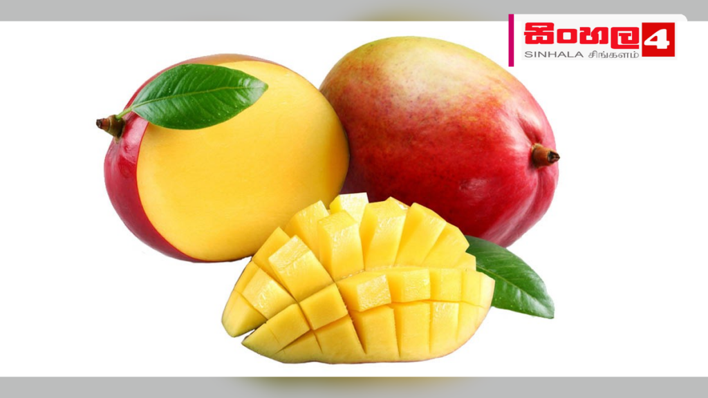 Headline: නියඟය මැද වවුනියාවේ අඹ වගාව සාර්ථක වෙයි Intended image subject: Mango cultivation in Vavuniya Story summary: වවුනියාව ප්‍රදේශයේ පවතින වියළි කාලගුණික තත්ත්වය හමුවේ වුවද, ම