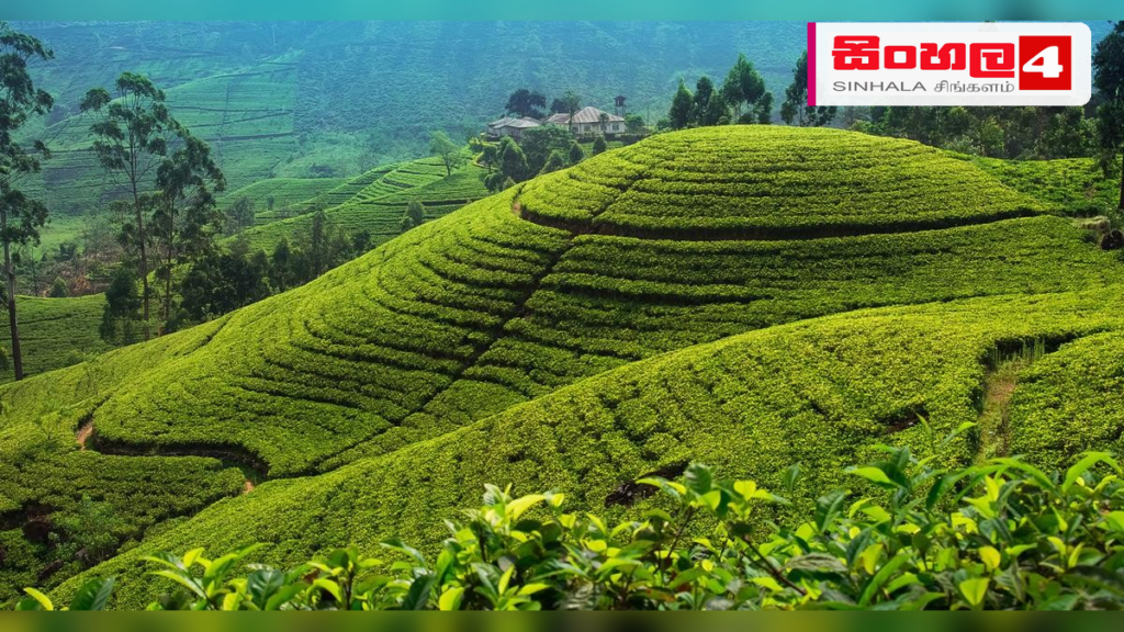 Headline: කෑගල්ලට මි.මී. 104ක ඉහළම වර්ෂාපතනයක් Intended image subject: Rainy weather in Sri Lanka Story summary: පසුගිය පැය කිහිපය තුළ දිවයිනේ ප්‍රදේශ කිහිපයකට ඉහළ වර්ෂාපතනයක් ලැබී