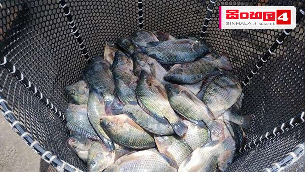 යාන් ඔය ජලාශයේ කූඩු මත්ස්ය වගා ව්යාපෘතියෙන් සාර්ථක අස්වැන්නක් Headline: යාන් ඔය ජලාශයේ කූඩු මත්ස්ය වගා ව්යාපෘතියෙන් සාර්ථක අස්වැන්නක් Intended image subject: Fish harvest at Yan Oya reservoir Story summary: ජාතික ජලජීවී වගා සංවර්ධන අධිකාරිය